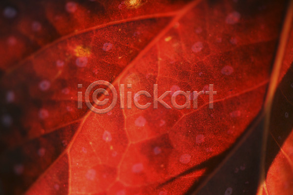 사람없음 JPG 포토 나뭇잎 백그라운드 빨간색 식물 잎맥 자연