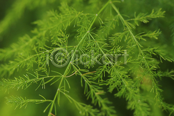 사람없음 JPG 근접촬영 아웃포커스 포토 백그라운드 식물 잎 자연 초록색