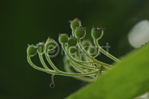 사람없음 JPG 근접촬영 아웃포커스 포토 식물 잎 자연 줄기 초록색