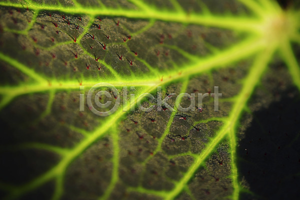 사람없음 JPG 근접촬영 아웃포커스 포토 나뭇잎 백그라운드 식물 잎맥 자연 초록색