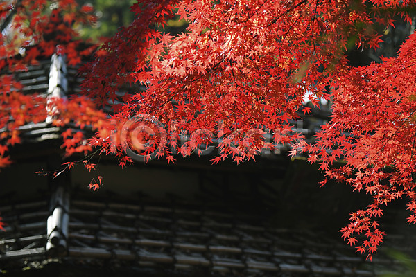 사람없음 JPG 아웃포커스 포토 가을(계절) 가을풍경 나뭇가지 단풍 단풍나무 야외 주간 지붕