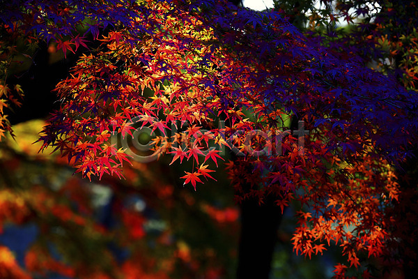 사람없음 JPG 아웃포커스 포토 가을(계절) 가을풍경 단풍 단풍나무 야외 주간