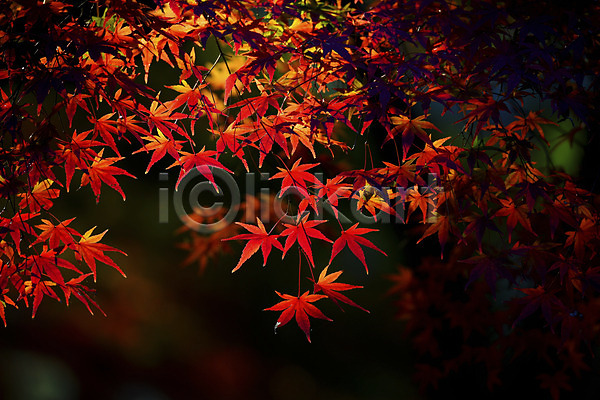 사람없음 JPG 포토 가을(계절) 가을풍경 나뭇가지 단풍 단풍나무 야외 주간