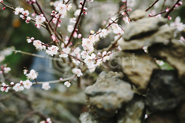 사람없음 JPG 포토 꽃 돌 벚꽃 벚나무 봄 야외 제주도 주간