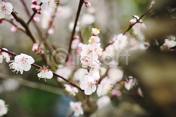 사람없음 JPG 포토 꽃 벚꽃 벚나무 봄 야외 제주도 주간