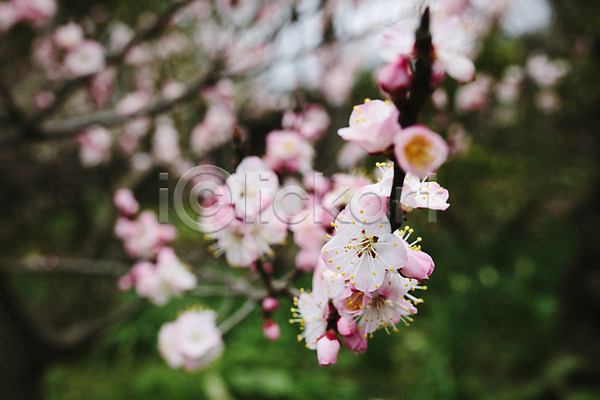 사람없음 JPG 포토 꽃 벚꽃 벚나무 봄 야외 제주도 주간