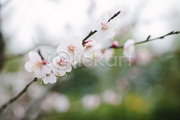 사람없음 JPG 근접촬영 포토 꽃 벚꽃 벚나무 봄 야외 제주도 주간