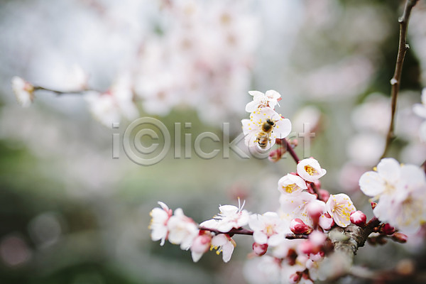 사람없음 JPG 포토 꽃 꿀벌 벚꽃 벚나무 봄 야외 제주도 주간