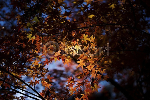 사람없음 JPG 아웃포커스 포토 가을(계절) 가을풍경 나뭇가지 나뭇잎 단풍 야외 주간