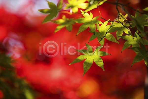 사람없음 JPG 아웃포커스 포토 가을(계절) 가을풍경 나뭇잎 단풍 야외 주간