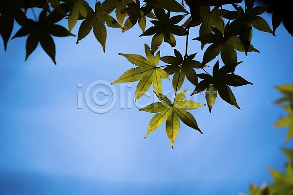 사람없음 JPG 아웃포커스 포토 가을(계절) 가을풍경 나뭇잎 단풍 야외 주간 하늘