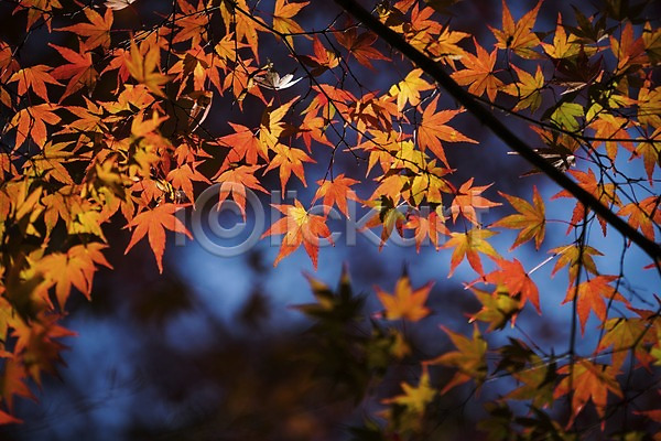 사람없음 JPG 아웃포커스 포토 가을(계절) 가을풍경 나뭇가지 나뭇잎 단풍 야외 주간