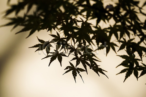 사람없음 JPG 아웃포커스 포토 가을(계절) 가을풍경 나뭇잎 단풍 야외 주간