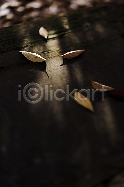 사람없음 JPG 아웃포커스 포토 가을(계절) 가을풍경 그림자 나뭇잎 낙엽 야외 주간