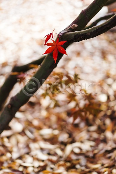 사람없음 JPG 아웃포커스 포토 가을(계절) 가을풍경 나뭇가지 나뭇잎 낙엽 단풍 야외 주간