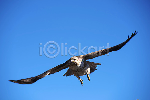 사람없음 JPG 포토 독수리 맹금류 비행 야외 자연 주간 하늘 한마리