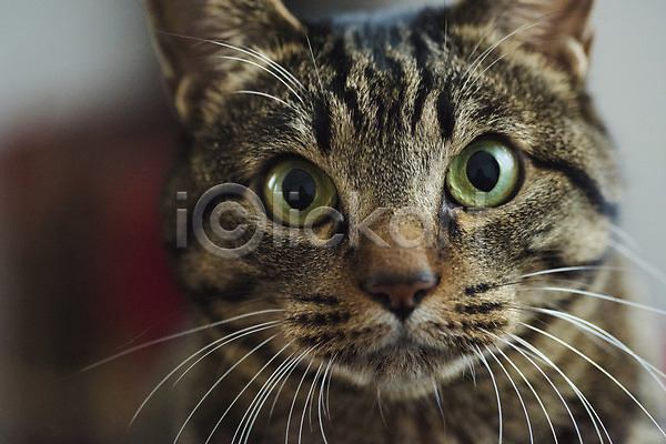 사람없음 JPG 근접촬영 아웃포커스 포토 고양이 동물라이프 반려 반려동물 얼굴 한마리