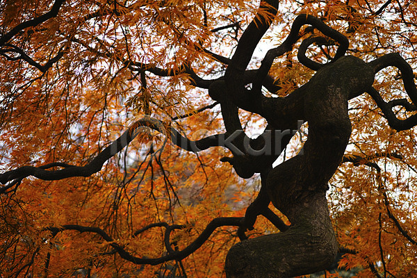 사람없음 JPG 로우앵글 포토 가을(계절) 나무 단풍 식물 야외 일본 자연 주간 해외풍경