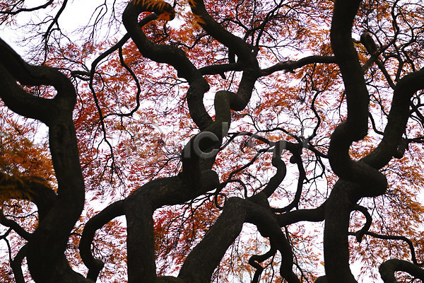 사람없음 JPG 로우앵글 포토 가을(계절) 나무 단풍 식물 야외 일본 자연 주간 해외풍경