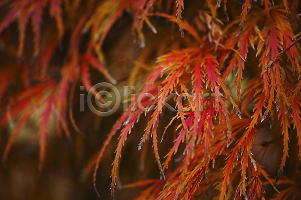 사람없음 JPG 근접촬영 아웃포커스 포토 가을(계절) 나뭇잎 단풍 식물 자연