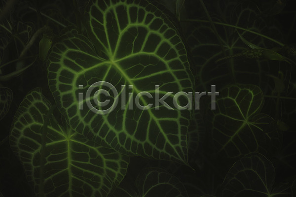 사람없음 JPG 근접촬영 포토 식물 잎 잎맥 자연 초록색