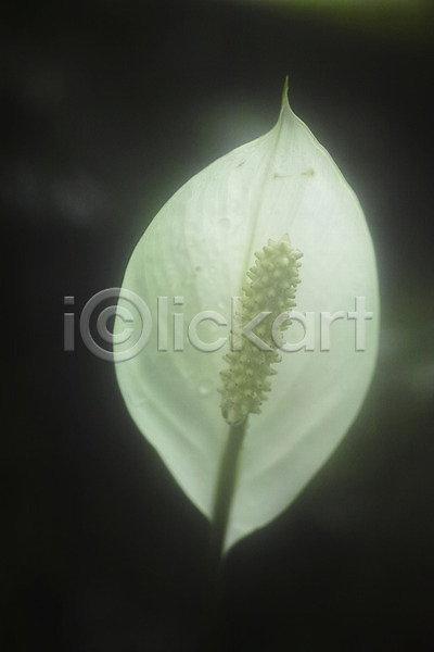 사람없음 JPG 근접촬영 아웃포커스 포토 스파트필름 식물 잎 자연