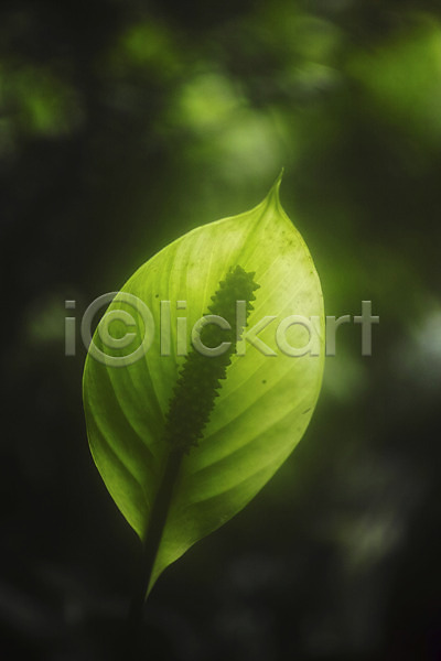 사람없음 JPG 근접촬영 아웃포커스 포토 꽃 스파트필름 식물 잎 자연