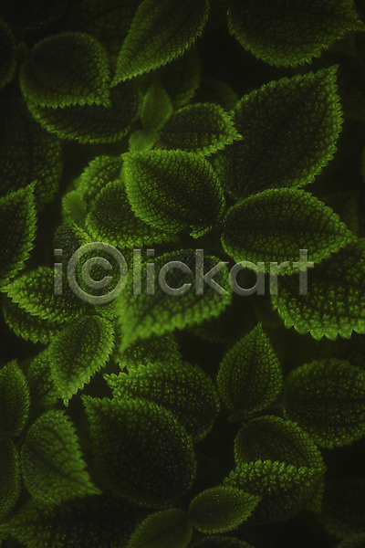 사람없음 JPG 근접촬영 포토 백그라운드 식물 잎 자연 초록색