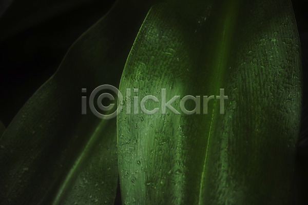사람없음 JPG 근접촬영 포토 나뭇잎 물방울 백그라운드 식물 자연 초록색