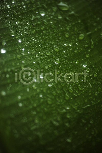 사람없음 JPG 근접촬영 아웃포커스 포토 나뭇잎 물방울 백그라운드 식물 잎맥 자연 초록색