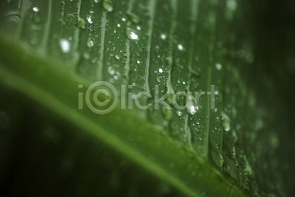 사람없음 JPG 근접촬영 아웃포커스 포토 나뭇잎 물방울 백그라운드 식물 잎맥 자연 초록색