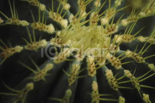 사람없음 JPG 근접촬영 포토 가시 백그라운드 선인장 식물 자연 초록색 트로피컬아트