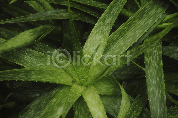 사람없음 JPG 포토 백그라운드 식물 알로에 자연 초록색