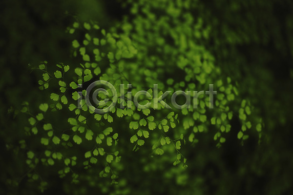 사람없음 JPG 아웃포커스 포토 식물 잎 자연 초록색