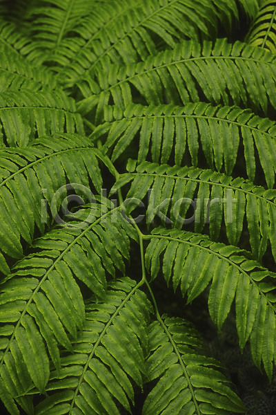 사람없음 JPG 포토 백그라운드 식물 잎 자연 초록색
