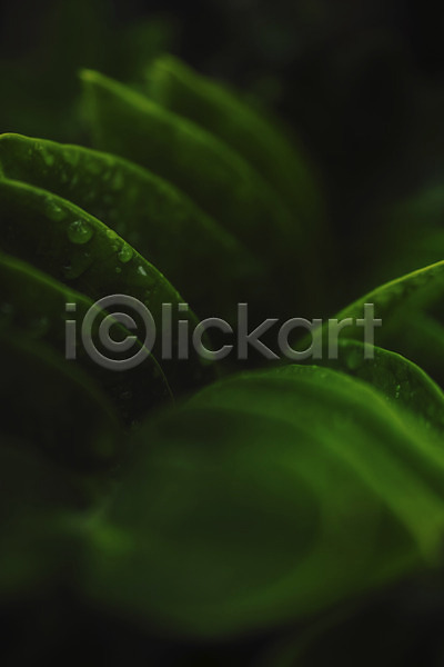 사람없음 JPG 근접촬영 아웃포커스 포토 물방울 식물 잎 자연 초록색