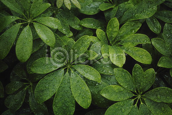 사람없음 JPG 근접촬영 포토 물방울 백그라운드 식물 잎 자연 초록색