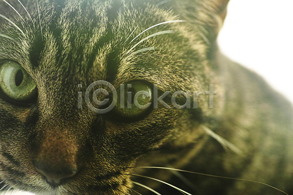 사람없음 JPG 근접촬영 아웃포커스 포토 고양이 동물라이프 반려 반려동물 얼굴 한마리
