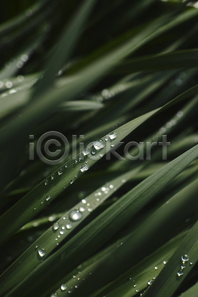 사람없음 JPG 근접촬영 아웃포커스 포토 백그라운드 식물 이슬 자연 초록색 풀잎