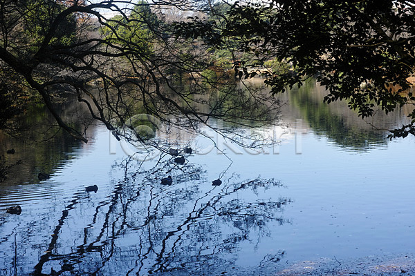 사람없음 JPG 포토 나무 도쿄 물그림자 야외 연못 일본 조류 주간 해외풍경 호수