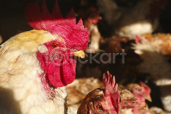 사람없음 JPG 아웃포커스 포토 가축 닭 야외 여러마리 주간