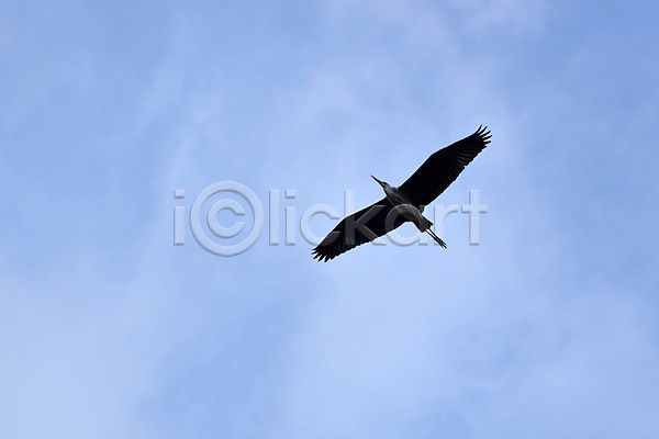 사람없음 JPG 로우앵글 포토 구름(자연) 비행 야외 조류 주간 하늘 한마리