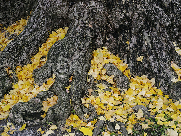 사람없음 JPG 포토 가을(계절) 나무 나무밑둥 낙엽 백그라운드 야외 은행잎 자연 주간
