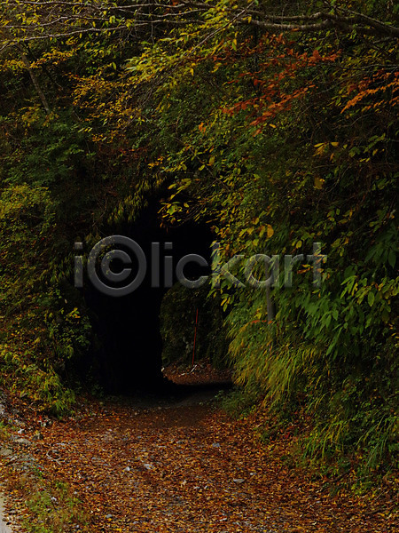 사람없음 JPG 포토 가을(계절) 나무 낙엽 단풍 숲 야외 일본 자연 주간 터널 해외풍경