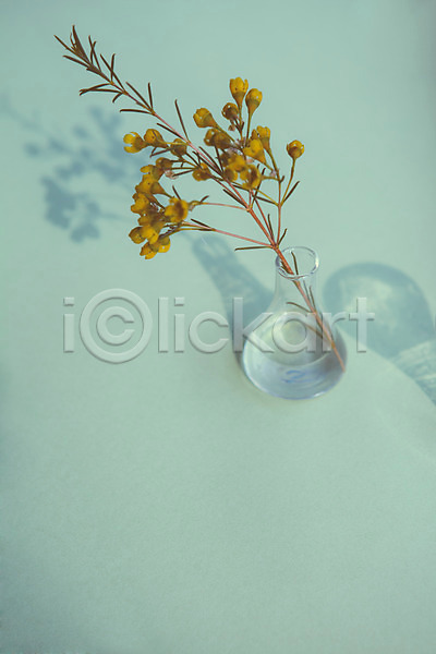 사람없음 JPG 포토 공백 그림자 꽃 꽃병 백그라운드 빛 조명 컬러 투명