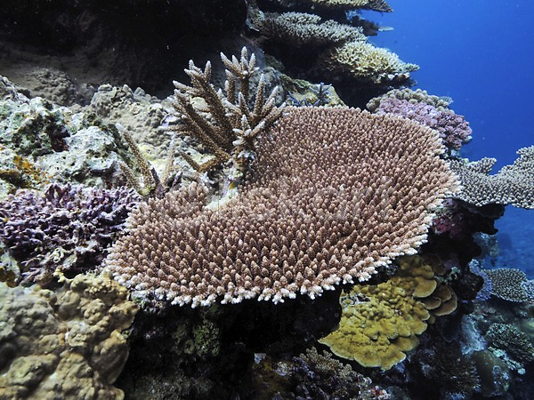 사람없음 JPG 포토 바다 바닷속 산호 수중사진 자연