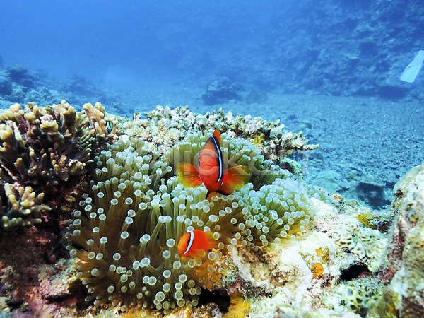 사람없음 JPG 포토 두마리 바다 바닷속 산호 수중사진 열대어 자연