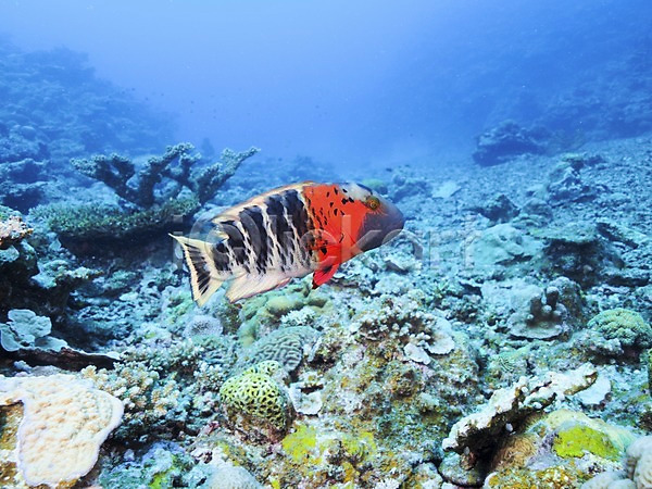 사람없음 JPG 포토 바다 바닷속 산호 수중사진 어류 자연 한마리