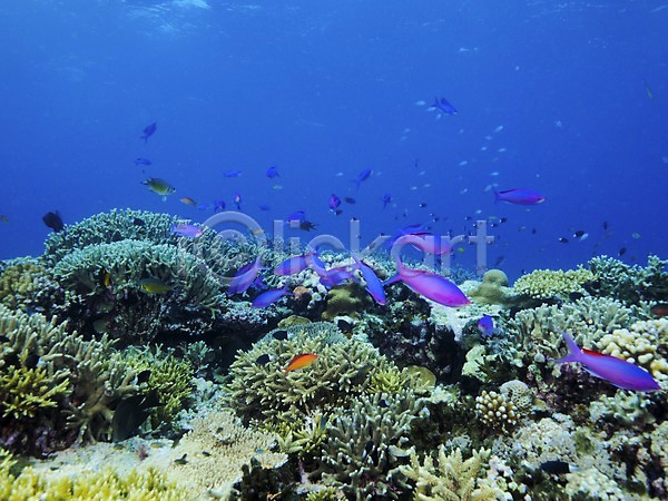 사람없음 JPG 포토 바다 바닷속 산호 수중사진 어류 여러마리 자연