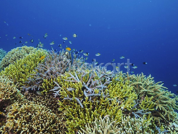 사람없음 JPG 포토 바다 바닷속 산호 수중사진 어류 여러마리 자연